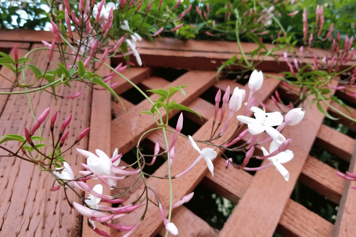 Jasminum polyanthum (pink jasmine, Chinese jasmine).png
